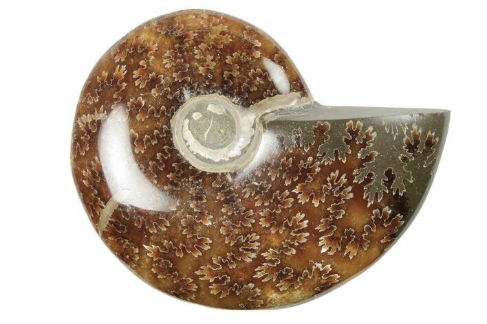 3.15" Polished Ammonite Fossil - Madagascar